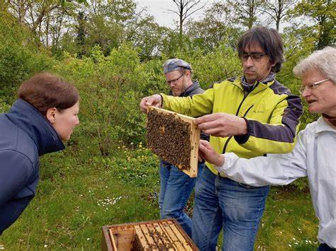 Imkerkurs: Waben- und Krankheitskontrolle