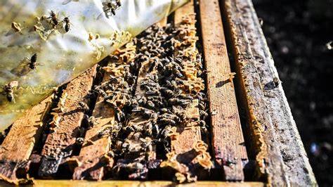 Imkern in Eichede: Bienenstöcke und Umwelt