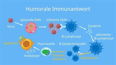 Immunsystem-Schema mit Honig-Enzymen
