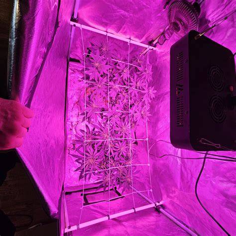 Indoor Grow Setup mit SCROG für Blue Gelato