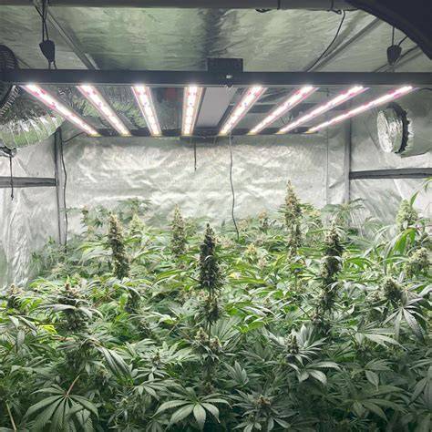 Indoor Grow Setup mit Wedding Gelato (SOG-Layout)