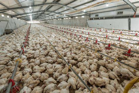 Industrielle Bienenfarm und Massentierhaltung von Bienenvölkern