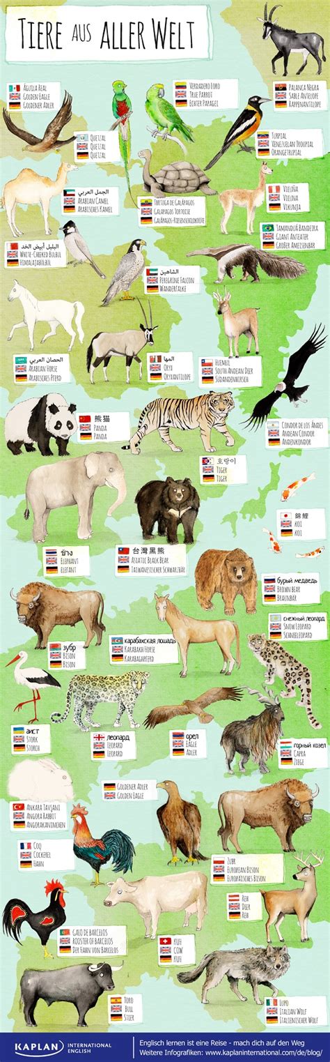 Infografik: Apfelkuchenvarianten aus aller Welt