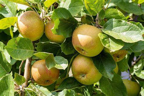 Infografik: Apfelsorten für Kuchen (Boskop, Braeburn), Schnittarten, Zitronensaft gegen Bräunung