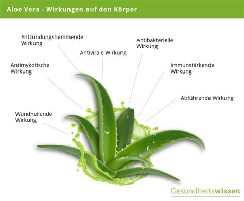 Infografik: Aufbau der Aloe Vera Pflanze und ihr Gel