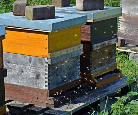 Infografik: Aufbau eines Bienenstocks und Smoker-Einsatz