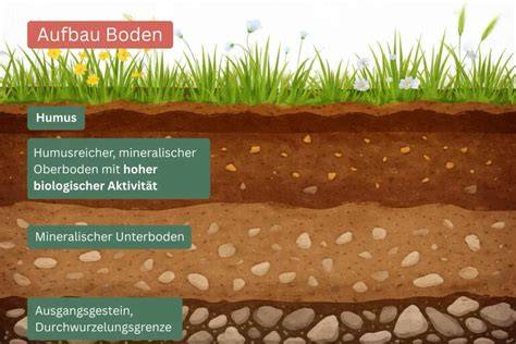 Infografik: Aufbau eines Streuselkuchens - Boden, Belag, Streusel