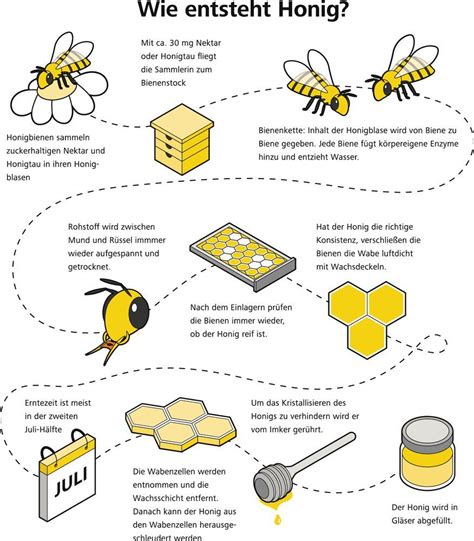 Infografik: Aufbau und Verarbeitung von Honig