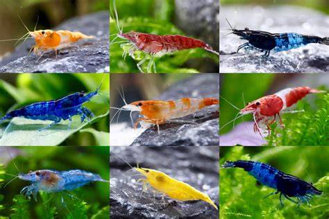 Infografik: Aufbau und Wirkweise von Garnelen Pudding im Aquarium