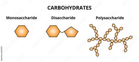 Infografik: Aufbau von Zuckerarten (Monosaccharide, Disaccharide, Polysaccharide)