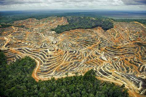 Infografik: Auswirkungen der Palmölproduktion auf Regenwald und Artenvielfalt