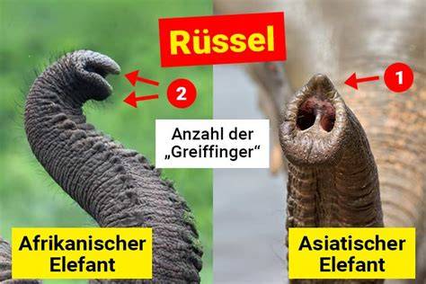 Infografik: Bauteile des Marzipanschweinchens - Körper, Rüssel, Ohren, Kleeblatt, Zylinder