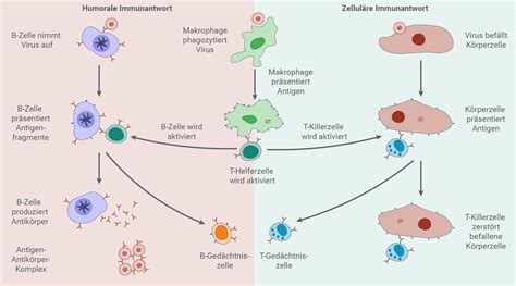 Infografik: Beta-Zellen und Virus-Interaktion