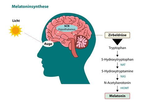 Infografik: Biochemischer Weg von Tryptophan zu Melatonin im Gehirn