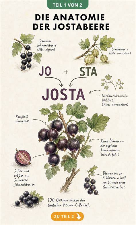 Infografik: Botanische Herkunft der Jostabeere