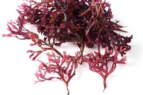 Infografik: Carotine und Carrageen in Lebensmitteln