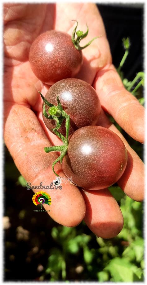 Infografik: Chocolate Cherry Tomate - Anbau und Eigenschaften