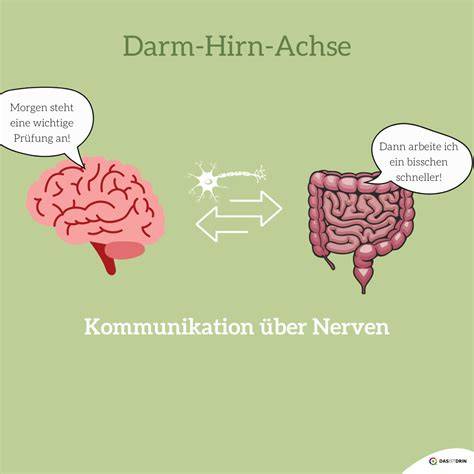 Infografik: Darm-Hirn-Achse und Schokolade