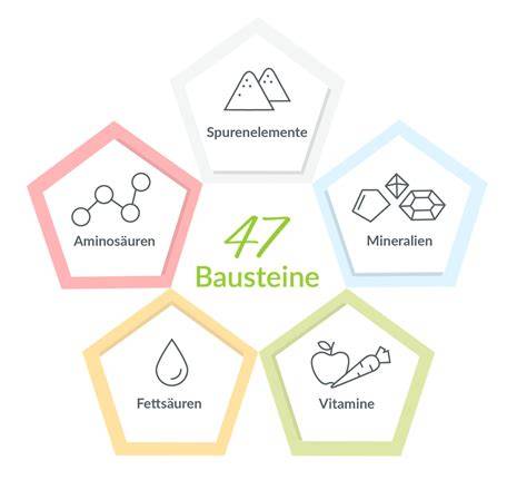 Infografik: Die Bausteine des Glykoplans (z.B. Gemüse, Hülsenfrüchte, hochwertige Fette)