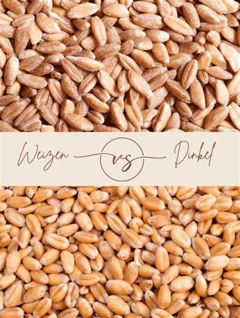 Infografik: Dinkel vs. Weizen - Geschmack, Gluten, Mineralstoffe