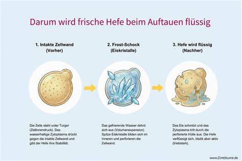 Infografik: Donuts einfrieren und auftauen