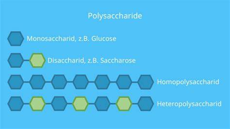 Infografik: Einteilung der Zuckerarten (Mono-, Di-, Polysaccharide) mit Beispielen