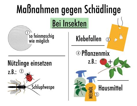 Infografik: Erkennungsmerkmale von Schädlingen in Vorräten
