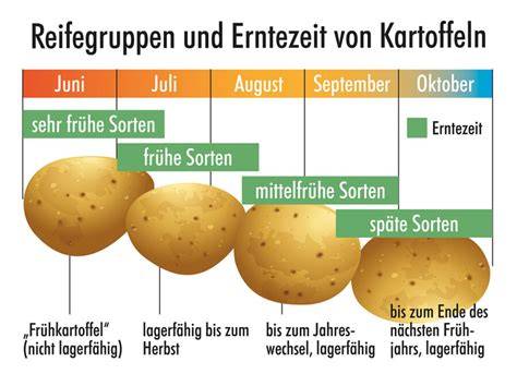 Infografik: Erntezeit, Lagerbedingungen und Reifung von Boskop-Äpfeln