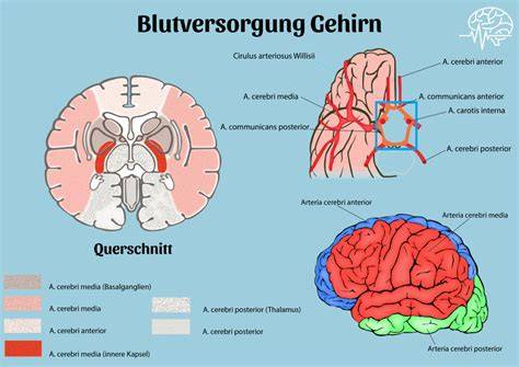 Infografik: Flavanole des Rohkakaos - Gefäße, Haut, Gehirn