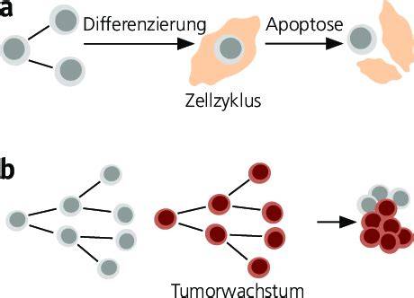 Infografik: Fructosestoffwechsel und Tumorwachstum bei Tieren