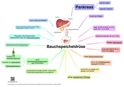 Infografik: Funktionen der Bauchspeicheldrüse