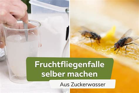 Infografik: Funktionsweise offener Fruchtfliegenfalle mit Lockmittel, Spülmittel und Lochfolie