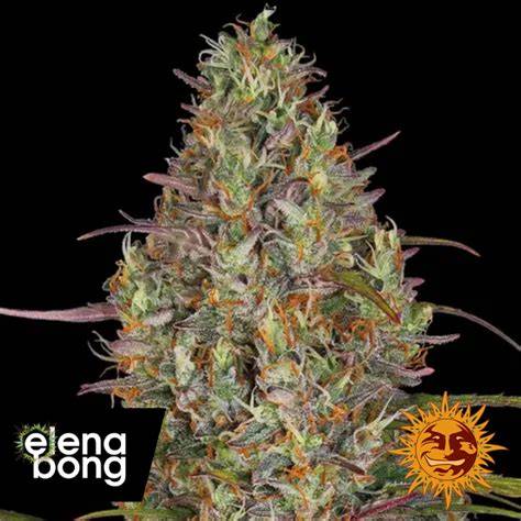 Infografik: Genetischer Stammbaum Gorilla Glue x Gelato x BF Super Auto #1