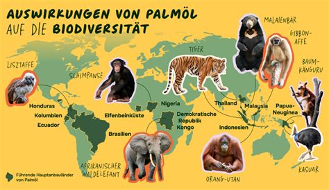 Infografik: Globale Auswirkungen von Palmölplantagen auf Wälder und Biodiversität