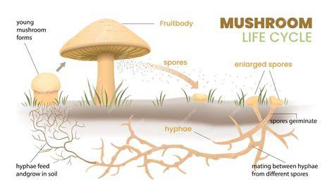 Infografik: Golden Teacher Pilz Zyklus