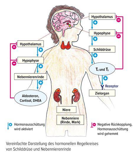Infografik: Hormone und Stresswirkung auf den Verdauungstrakt