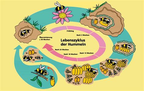 Infografik: Jahreszyklus, Nahrung und Nest der Faltenwespen