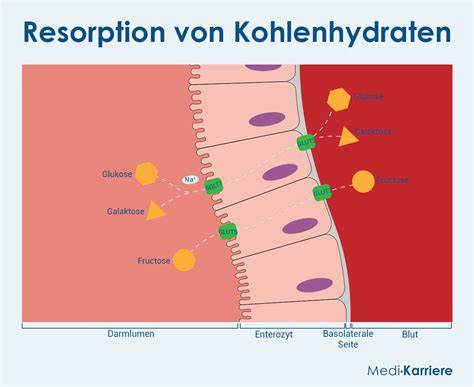 Infografik: Maltit - Resorption und Fermentation im Verdauungstrakt