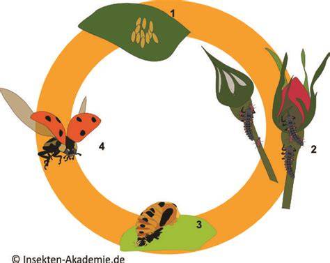 Infografik: Marienkäfer-Lebenszyklus (Ei, Larve, Puppe, Käfer)