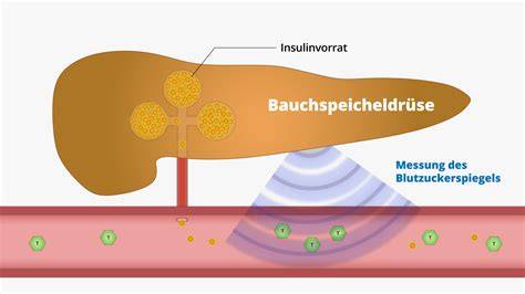 Infografik: Mechanismen von Zuckeraufnahme, Insulinausschüttung und Müdigkeit
