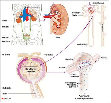 Infografik: Mechanismus der Zuckerschwelle und Renale Ausscheidung