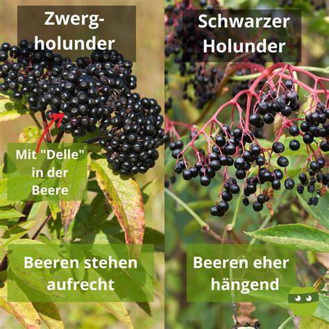 Infografik: Merkmale echten Schwarzer Holunder vs. Zwergholunder
