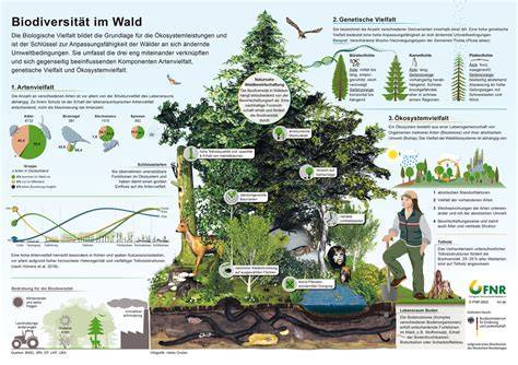 Infografik: Nachhaltige Lieferkette und Maßnahmen für Biodiversität