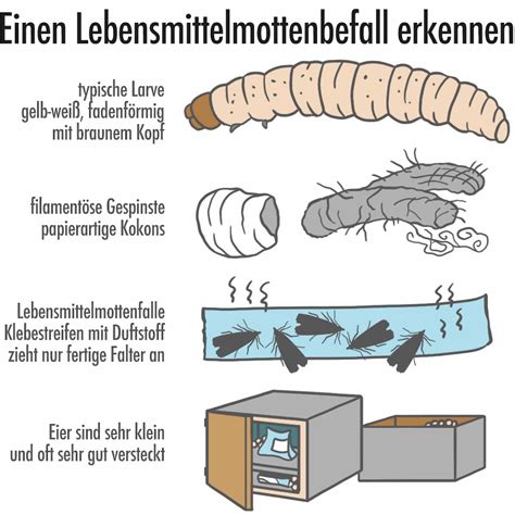 Infografik: Nahrungsvorlieben der Lebensmittelmotten