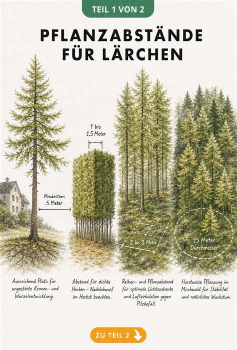 Infografik: Pflanzabstände und Mulchschicht für Trüffelbäume