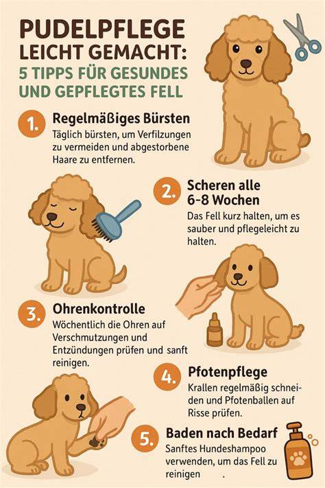 Infografik: Plätzchenteig-Fehler & Lösungen auf einen Blick