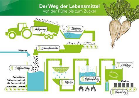 Infografik: Prozessschritte der Zuckergewinnung aus Zuckerrüben