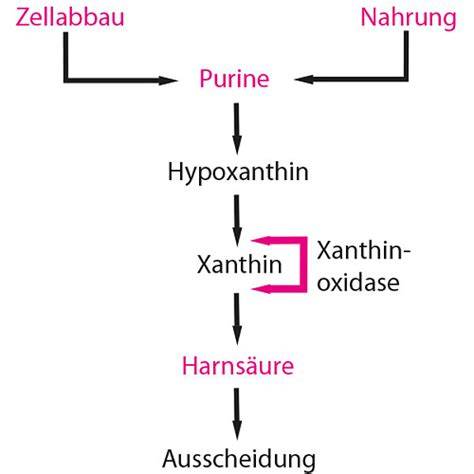 Infografik: Purinabbau und Entstehung von Harnsäure im Körper