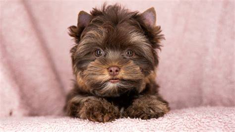 Infografik: Rassemerkmale Schoko Yorkshire Terrier