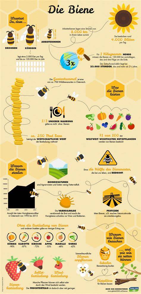 Infografik: Sammelleistung der Bienen für 1 kg Honig